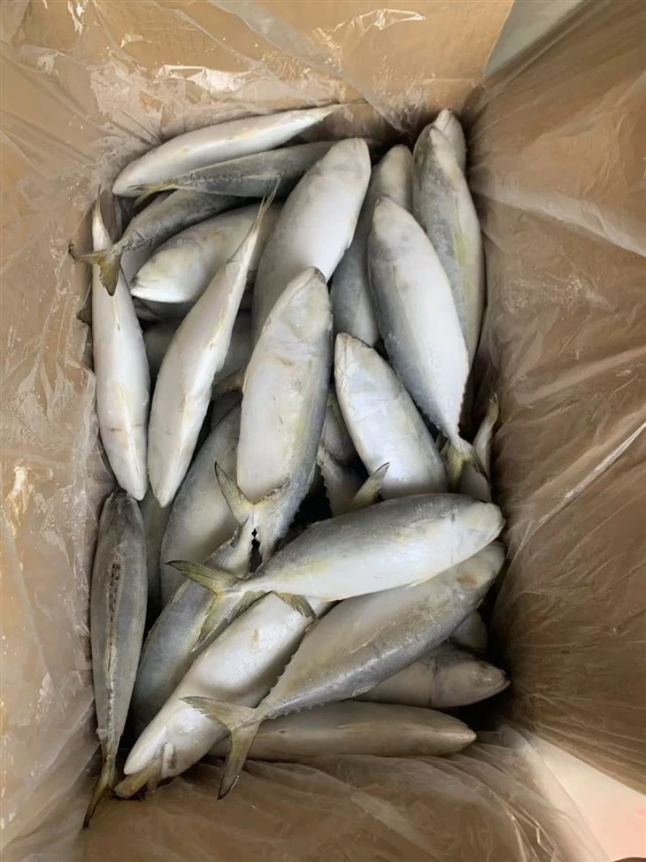 Frozen Indian Mackerel For Export