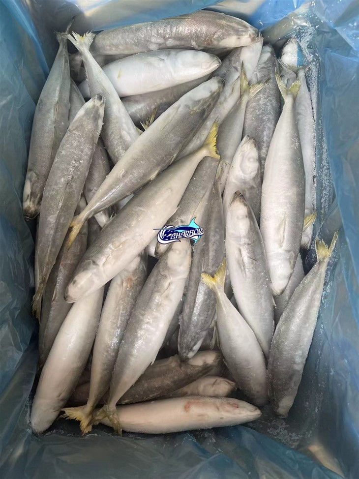 Frozen Muroaji Scad best