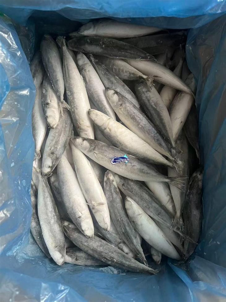 Frozen Muroaji Scad suppliers